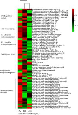 Ubiquitin–Proteasome System Is Required for Efficient Replication of Singapore Grouper Iridovirus